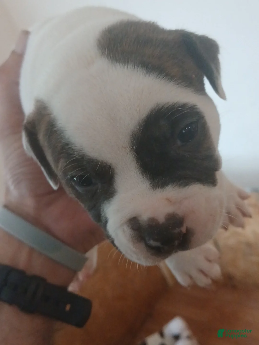 American Bulldog dogs for sale: Panda - Ad 1