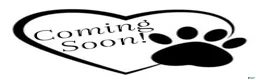 Bernese Mountain Dog dogs for sale: Bernese Mountain Dog 2 - Ad 1