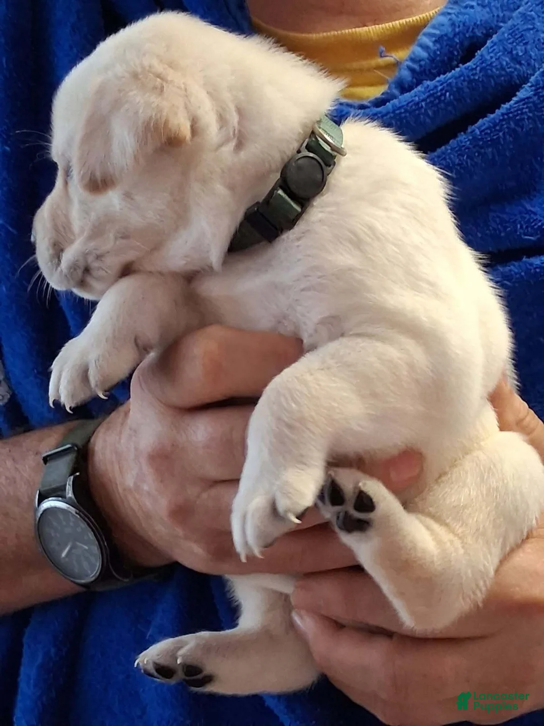 Labrador Retriever dogs for sale: Dark Green Collar - Ad 1