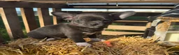 Chihuahua dogs for sale: Archie - Ad 3