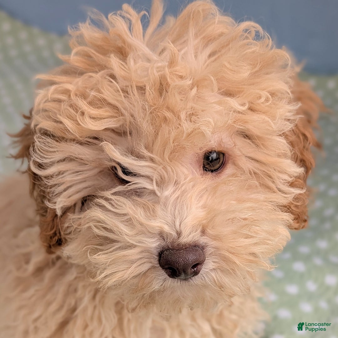 Toy Poodle dogs for sale: Fusilli - Ad 2