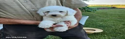 Mini Goldendoodle dogs for sale: Ruth - Ad 3