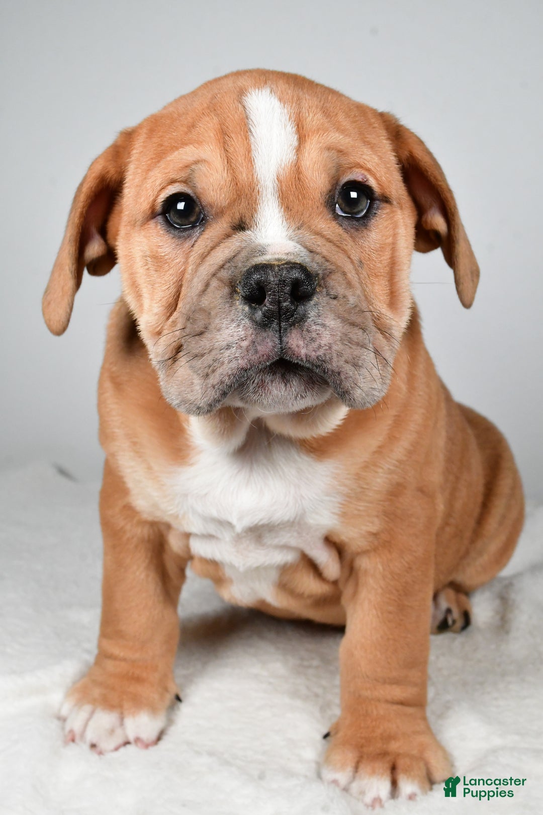 Beabull dogs for sale: Mason - Ad 5