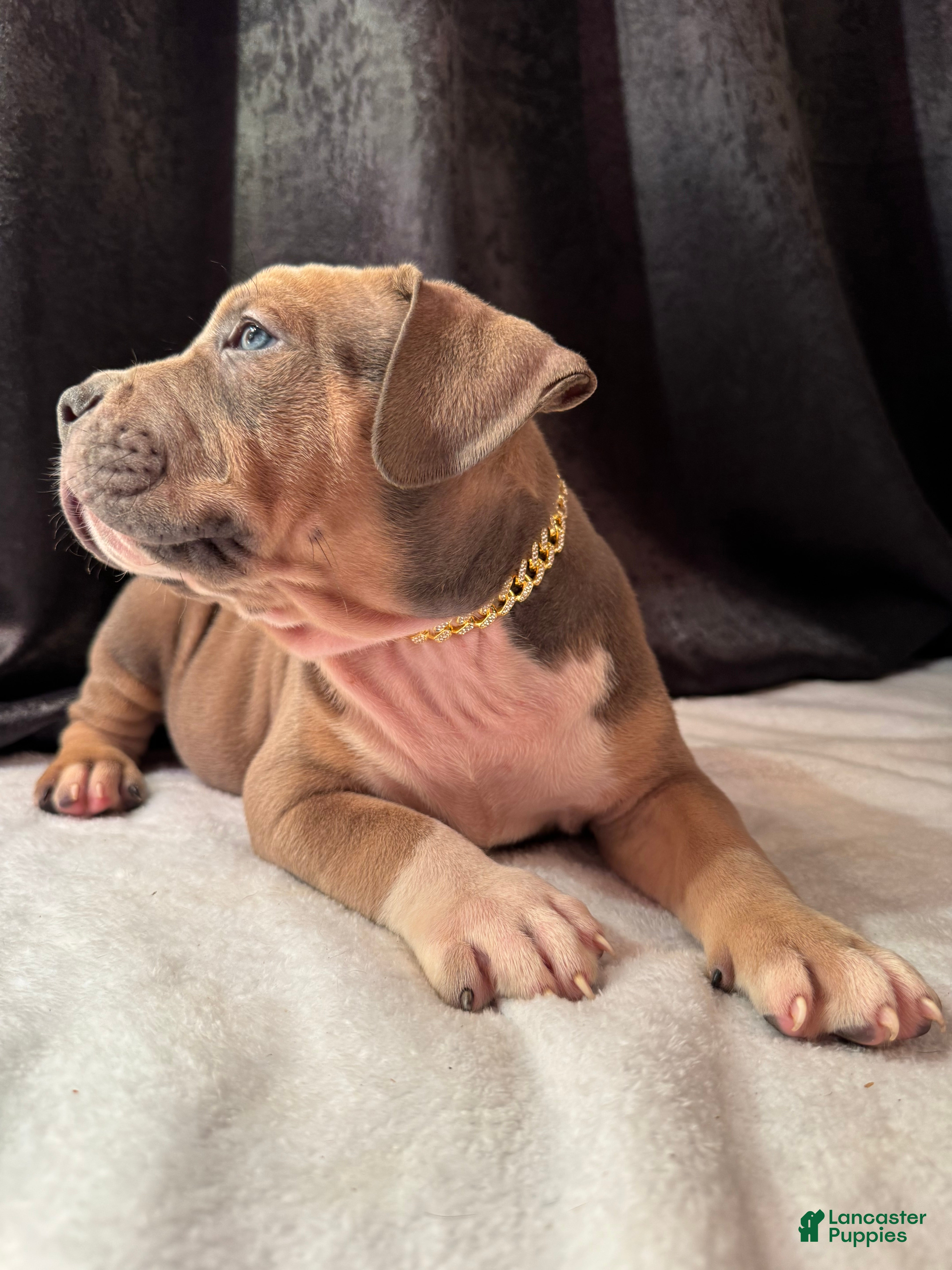 American Bully dogs American Bully Puppy 5 - Ad 2