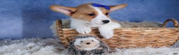 Welsh Corgi Pembroke dogs for sale: Larry - Ad 5