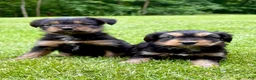 Yorkshire Terrier dogs for sale: Yorkshire Terrier Parker - Ad 4