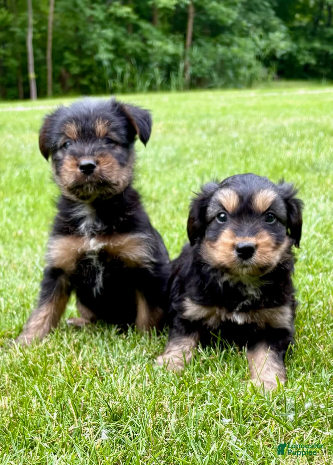 Yorkshire Terrier dogs for sale: Yorkshire Terrier Parker - Ad 4