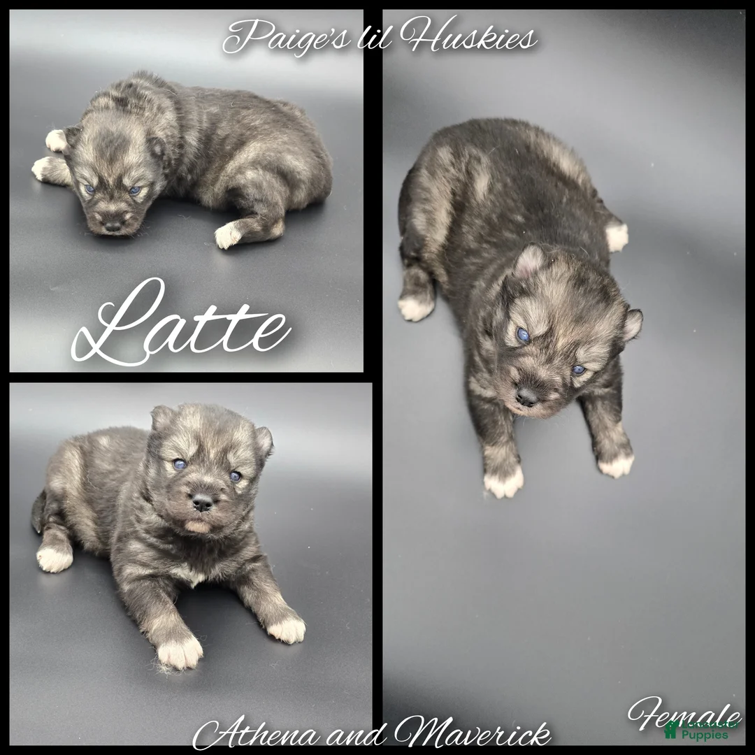 Siberian Husky dogs for sale: Latte  - Ad 4