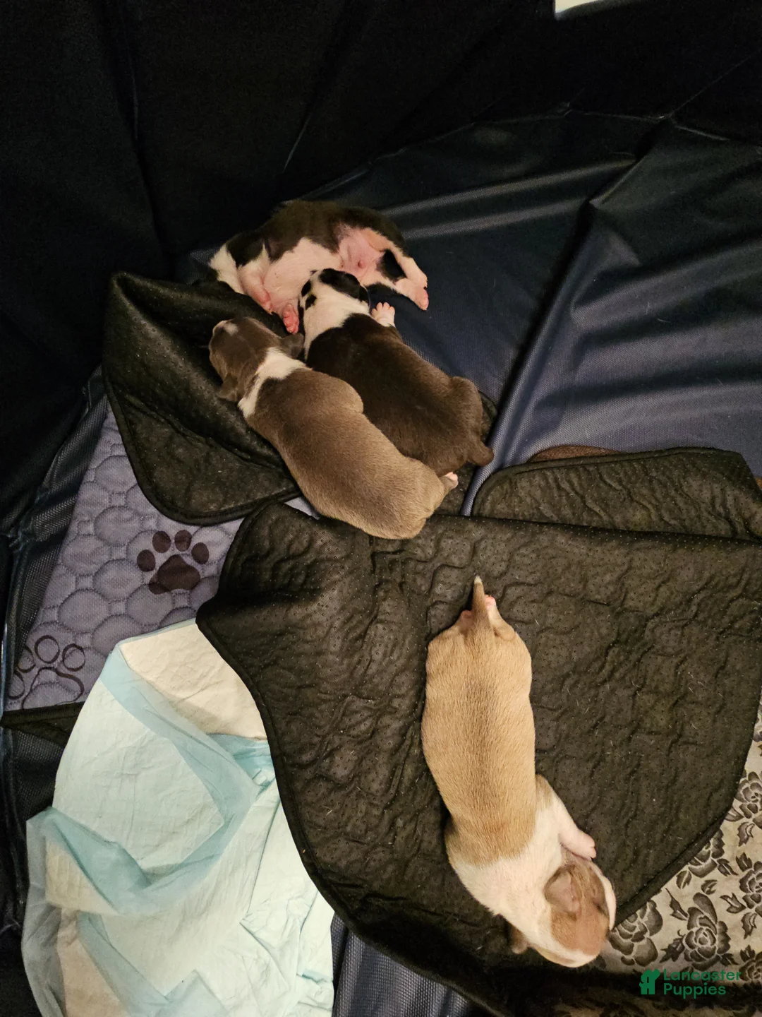 American Pit Bull Terrier dogs for sale: American Pit Bull Terrier 7 - Ad 1