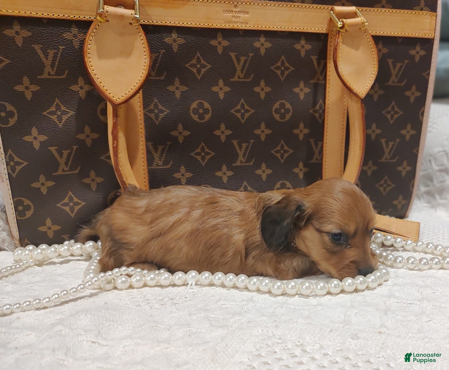 Dachshund