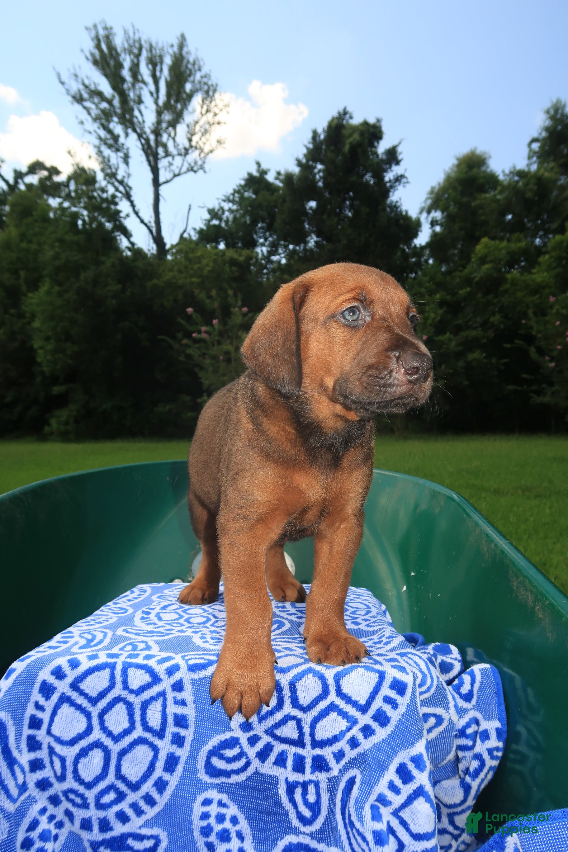 Mixed Breed dogs Dyson - Ad 2
