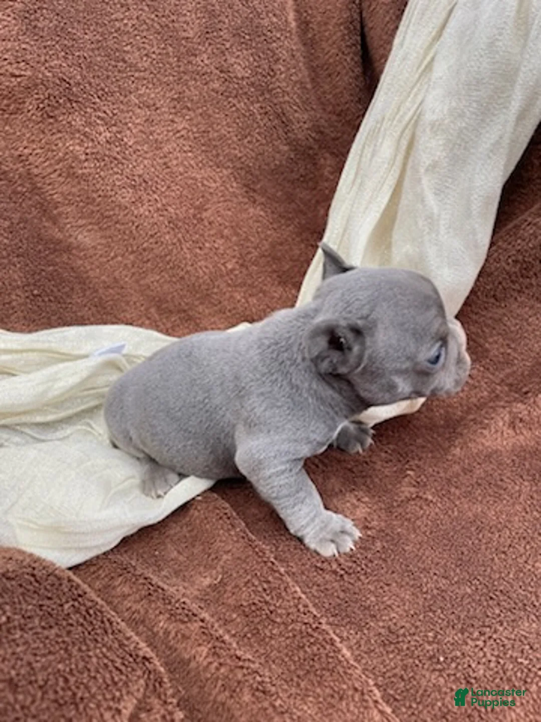 French Bulldog dogs for sale: Scar - Ad 4
