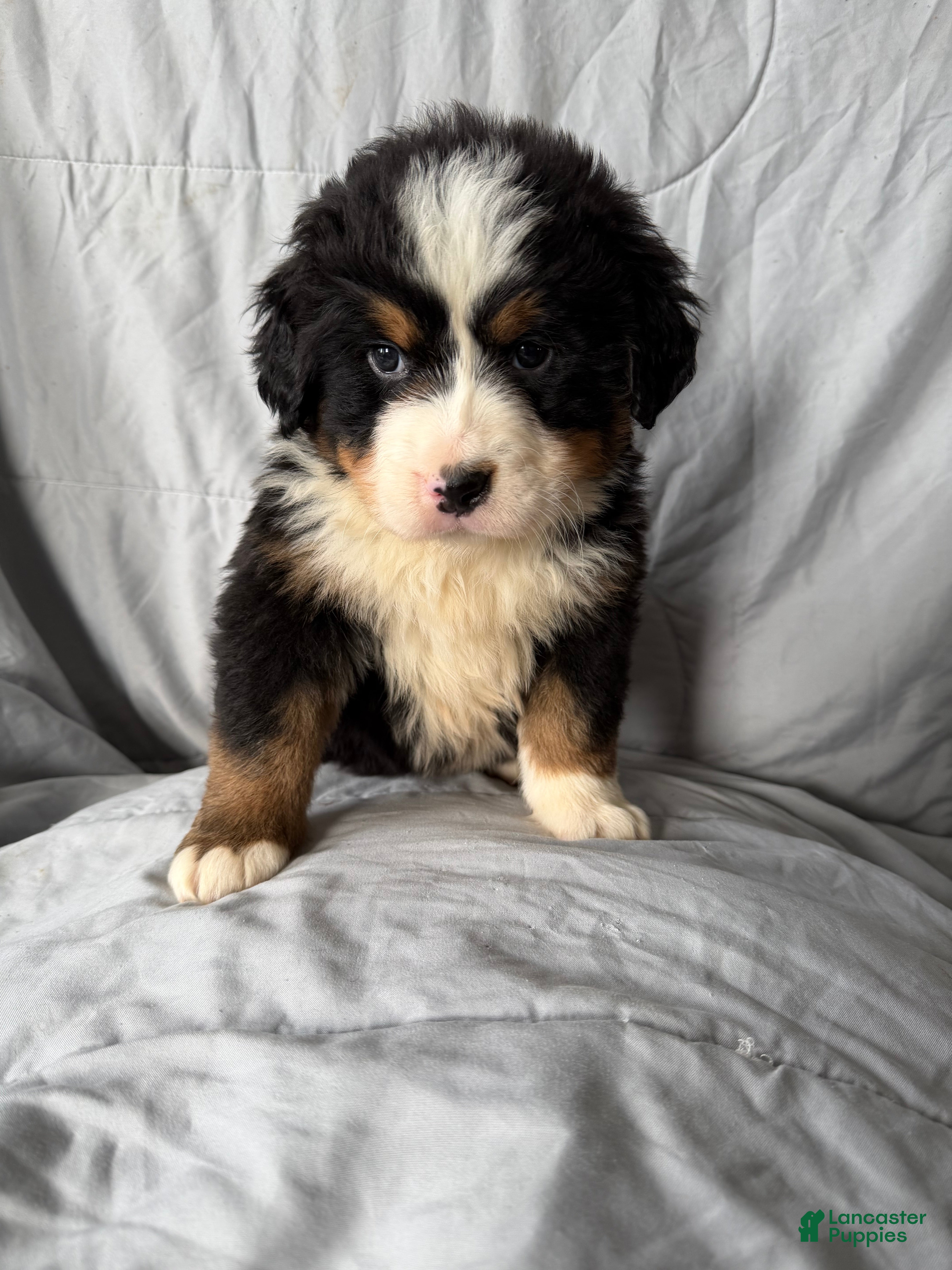 Bernese Mountain Dog dogs Bernese Mountain Dog Puppy 1 - Ad 2