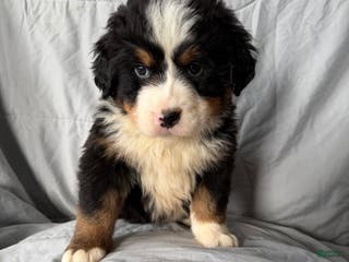 Bernese Mountain Dog dogs Bernese Mountain Dog Puppy 1 - Ad 1