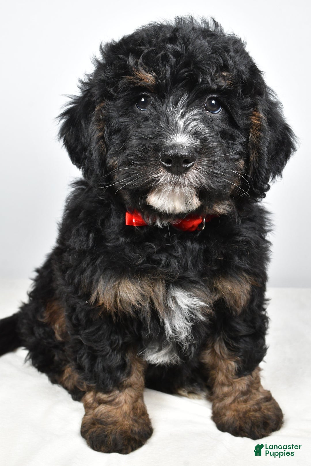 Mini Bernedoodle dogs for sale: Colby - Ad 8