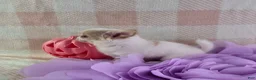 Chihuahua dogs for sale: Tulip - Ad 18