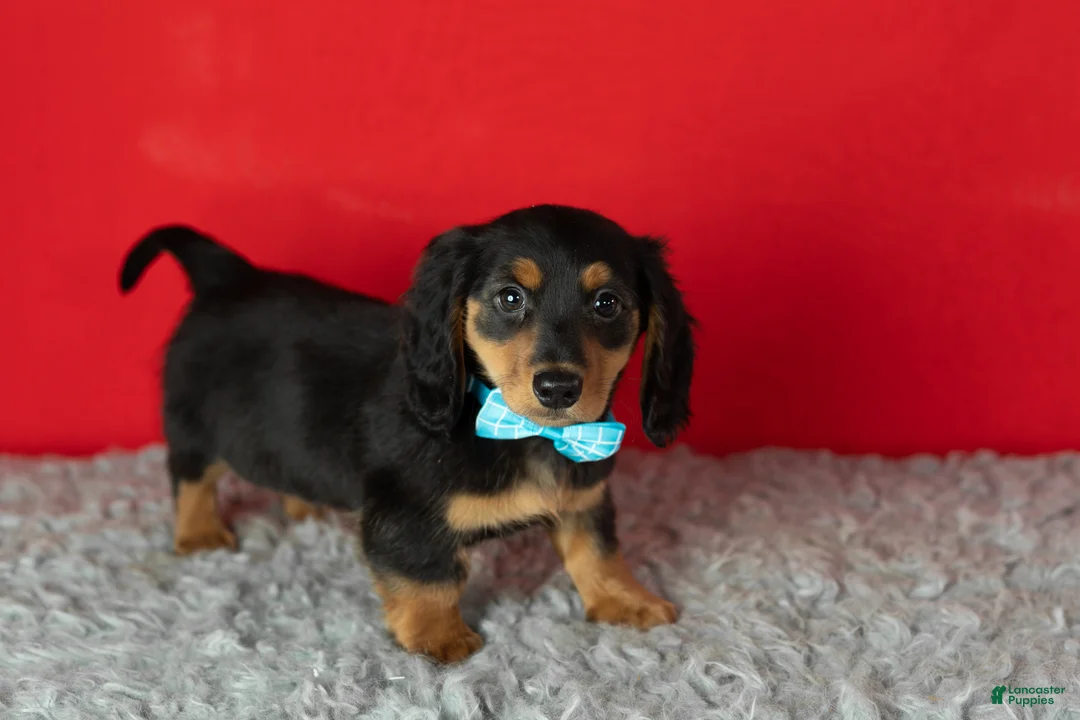 Miniature Dachshund dogs for sale: Oscar - Ad 3