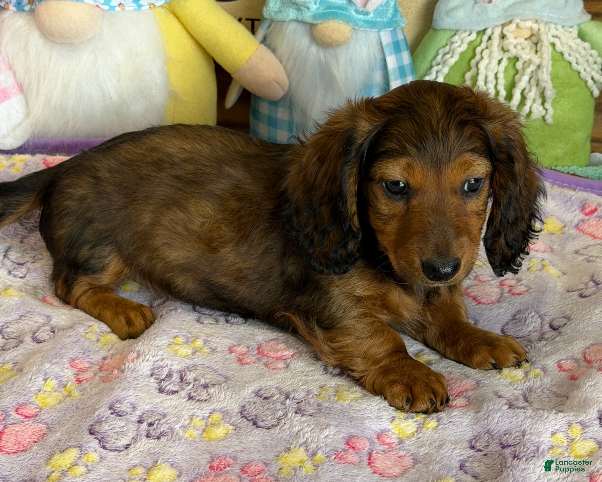 Dachshund dogs Skipper - Ad 24