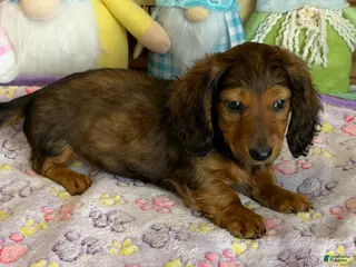 Dachshund dogs Skipper - Ad 24