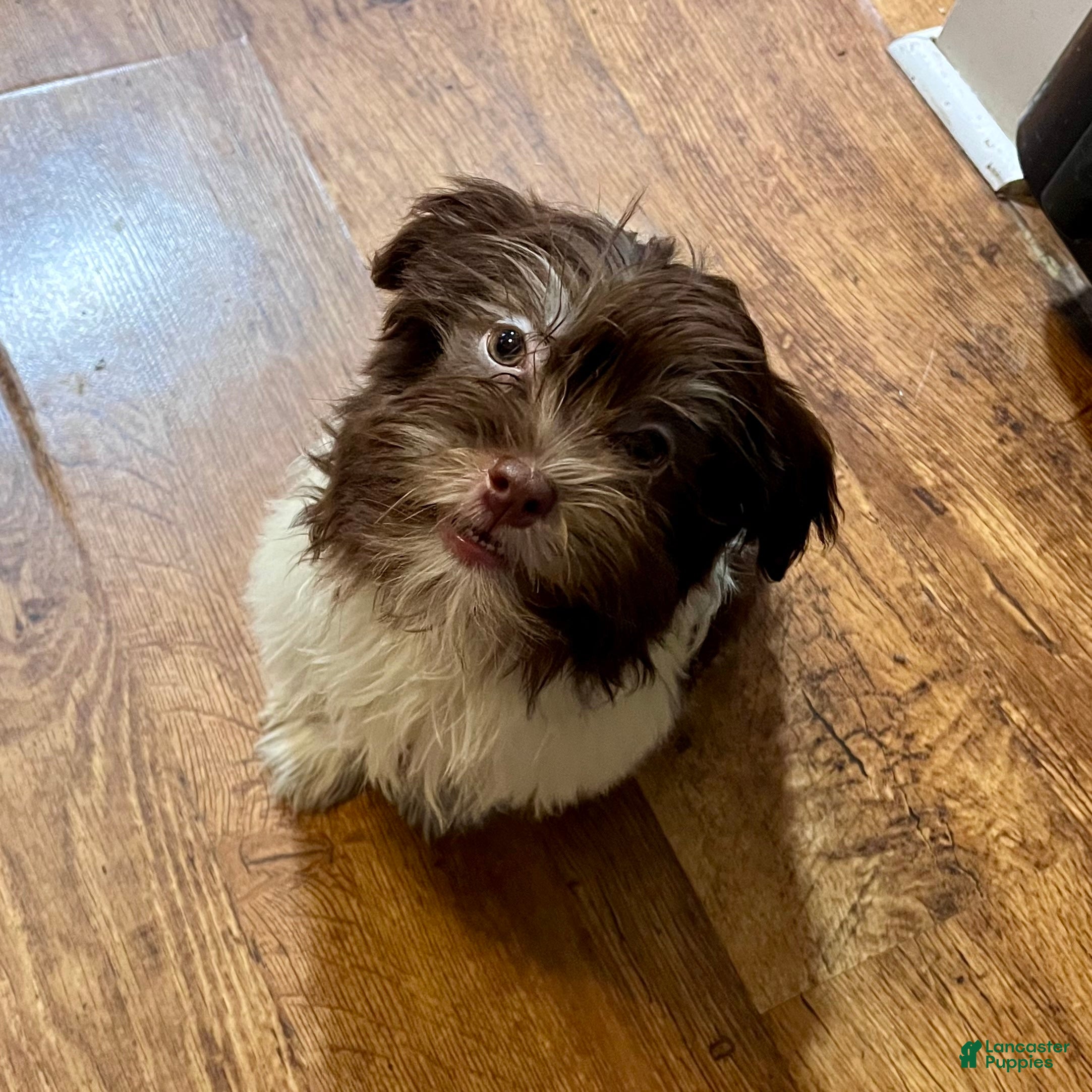 Havanese dogs Theodore new pics - Ad 2