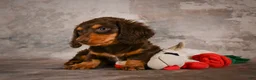 Miniature Dachshund dogs for sale: Sophie - Ad 4