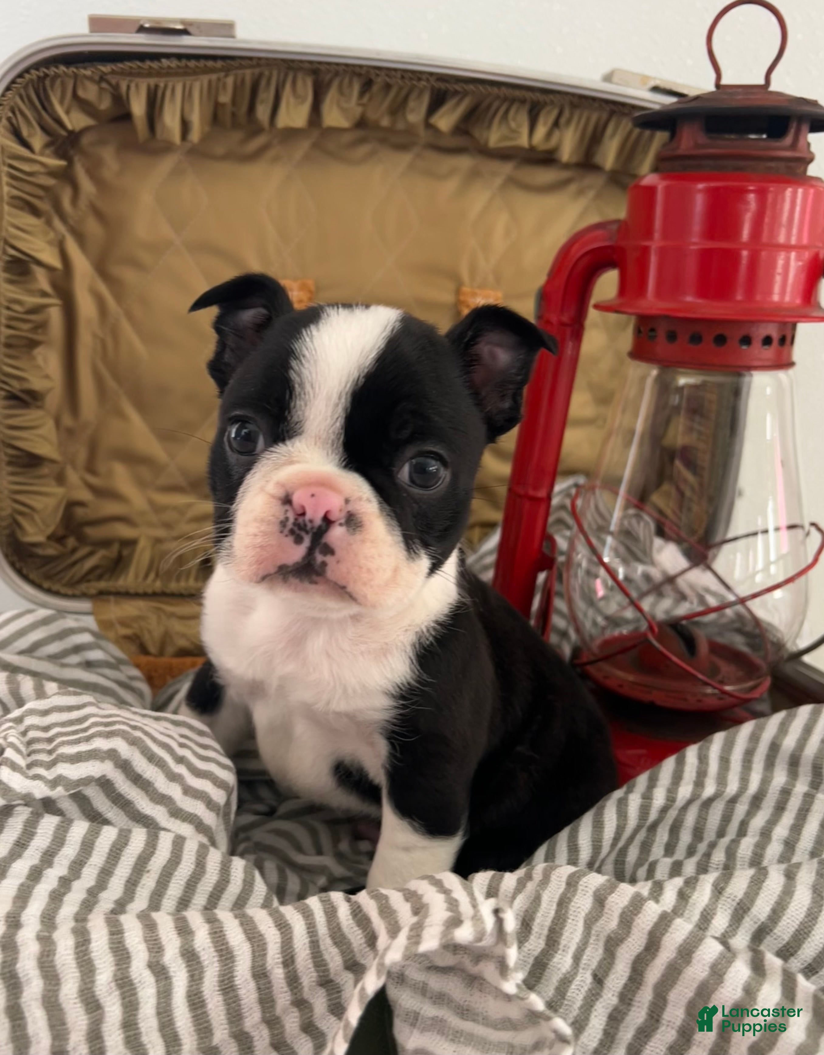 Boston Terrier dogs Silas - Ad 1