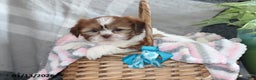 Shih Tzu dogs for sale: Sheila - Ad 4