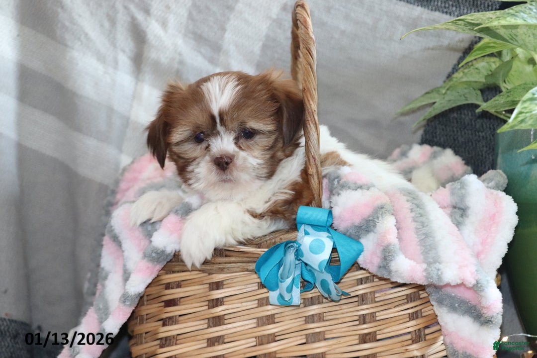 Shih Tzu dogs for sale: Sheila - Ad 4