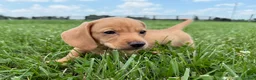 Miniature Dachshund dogs for sale: Rumi - Ad 3