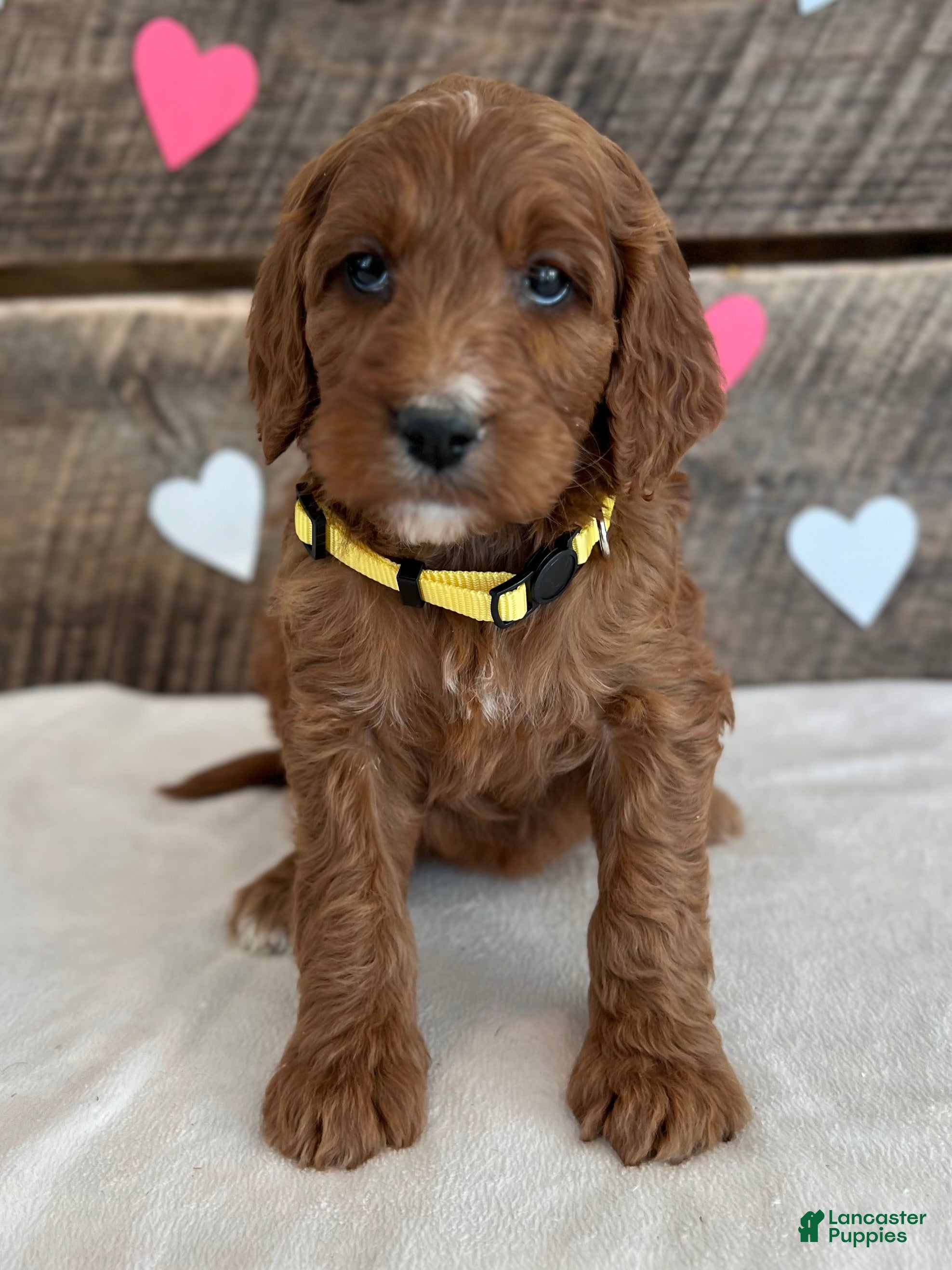 Irish Doodle dogs Daisy - Ad 2