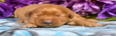 Golden Retriever Puppy 8 Gwen