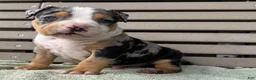 American Bully dogs for sale: Griffon - Ad 2