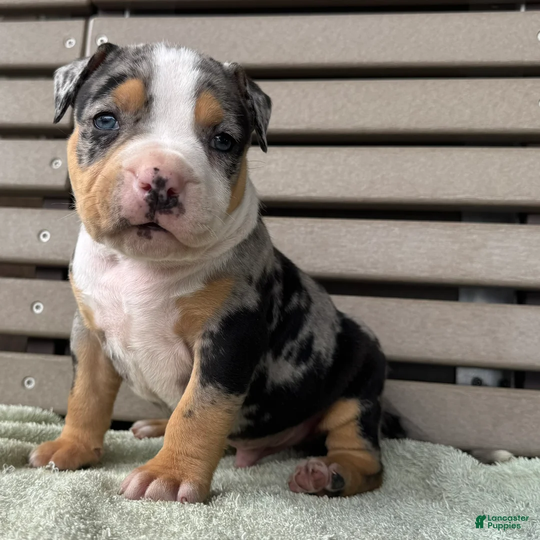 American Bully dogs for sale: Griffon - Ad 2