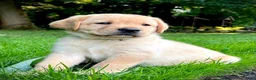 Labrador Retriever dogs for sale: Bentley - Ad 7