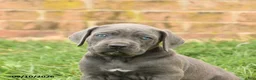 Cane Corso dogs for sale: Flora   - Ad 4
