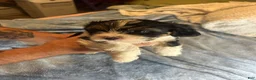 Teddy Bear dogs for sale: Rocky  - Ad 7