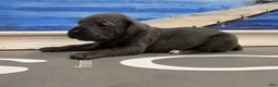 Cane Corso dogs for sale: Gambit - Ad 5