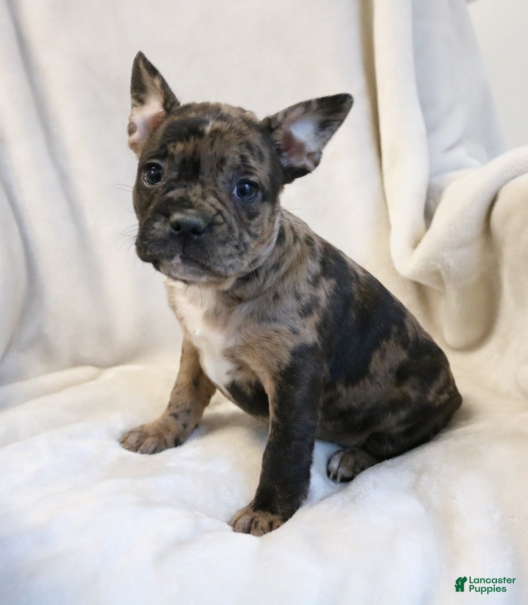 Frenchton dogs for sale: Caylee - Ad 1