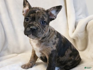 Frenchton dogs Caylee - Ad 32