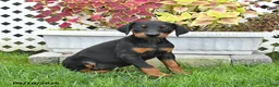 Doberman Pinscher dogs for sale: Petal - Ad 2