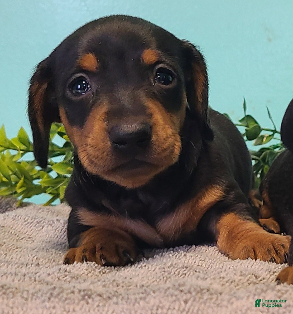 Miniature Dachshund dogs Gemma - Ad 1