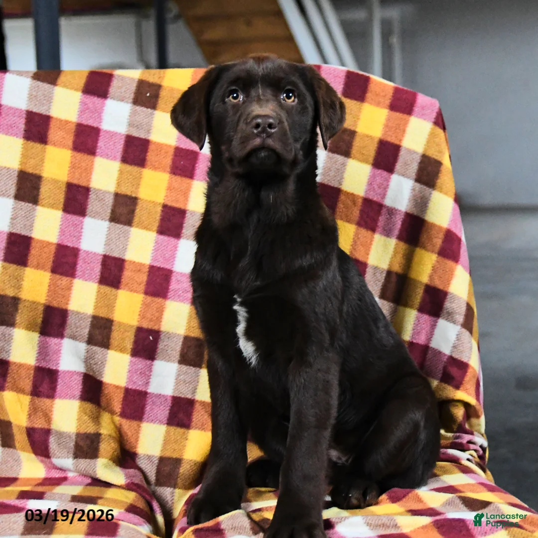 Labrador Retriever dogs for sale: Caramel - Ad 1