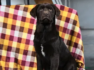 Labrador Retriever dogs for sale: Caramel - Ad 1