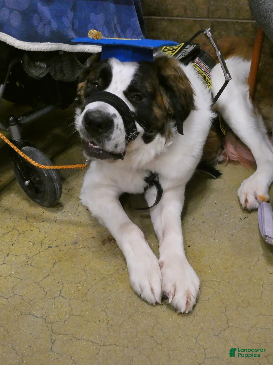 Saint Bernard dogs for sale: Saint Bernard Puppy 1 - Ad 3