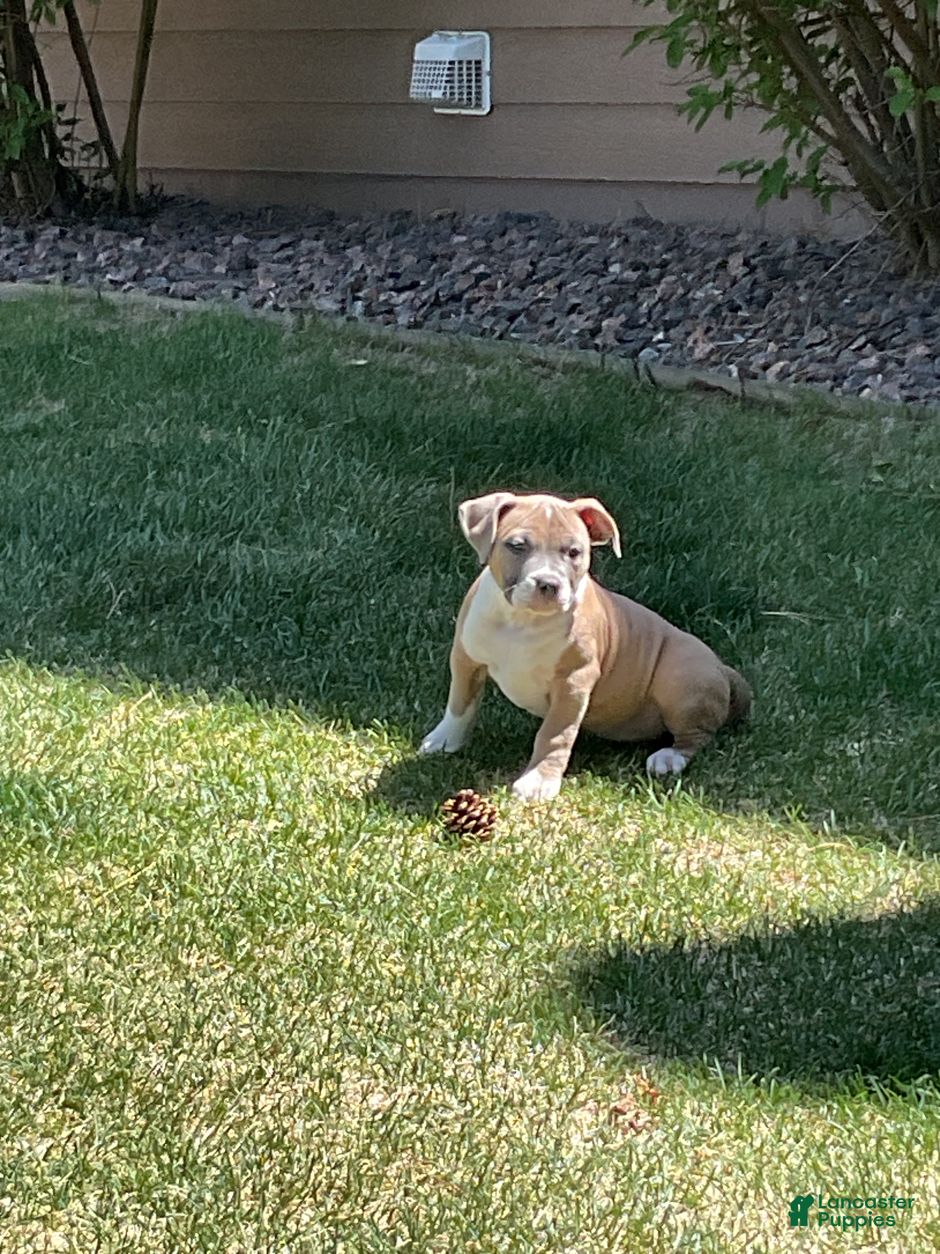 Mixed Breed dogs Staffshire terrier,American bully #7 - Ad 8