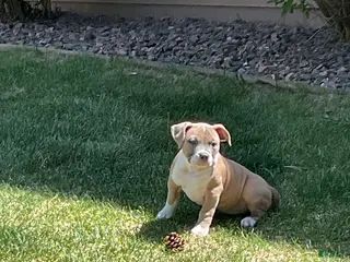 Mixed Breed dogs Staffshire terrier,American bully #7 - Ad 8