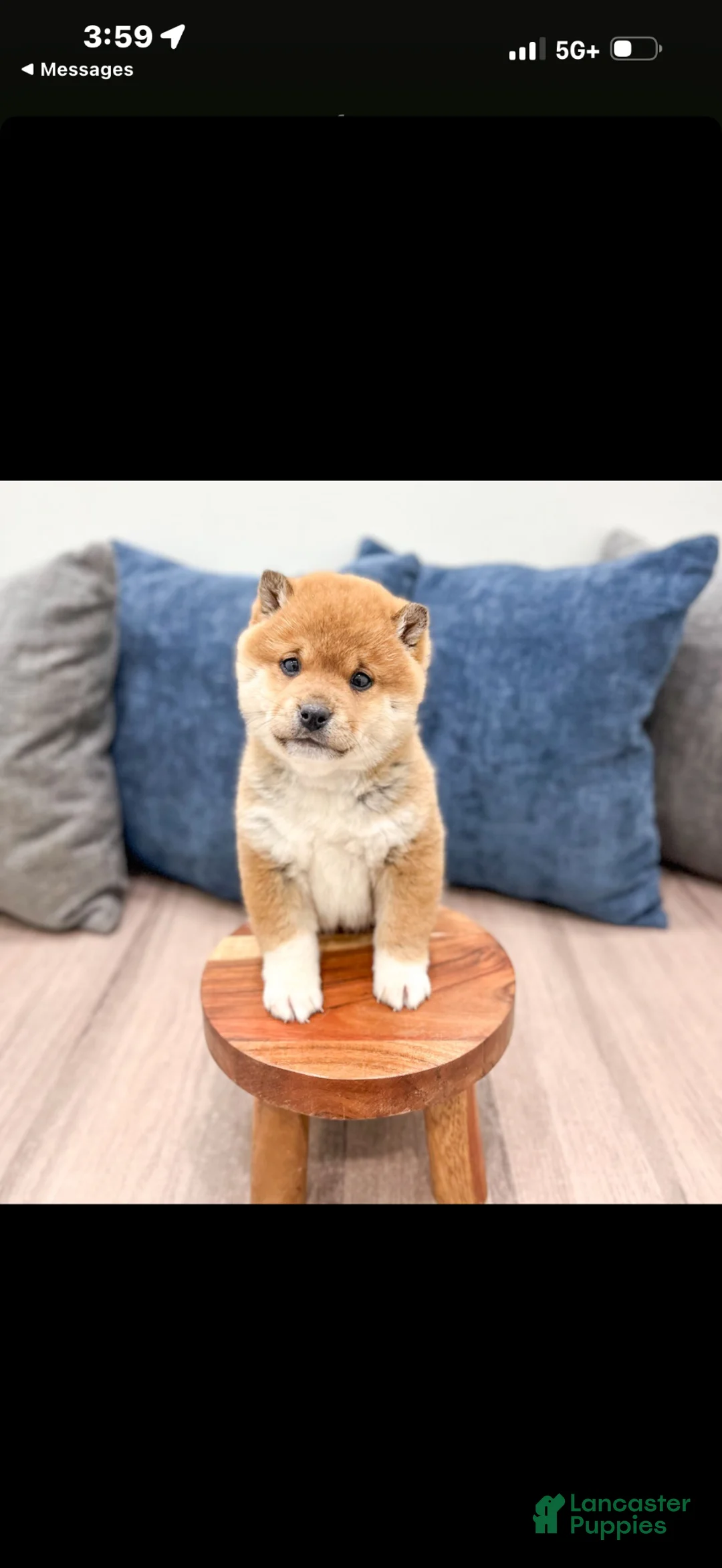 Shiba Inu dogs for sale: Shiba Inu Puppy 1 - Ad 2