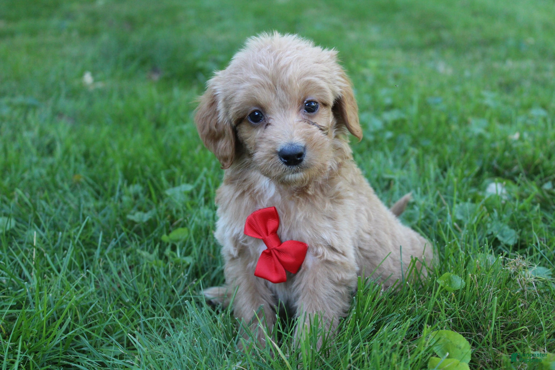 Doodle / designer cross (Doodle / designer cross, Male) in Baltic, OH