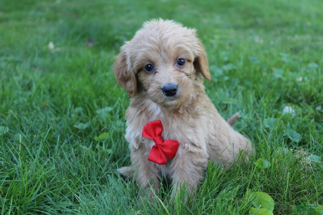 Mini Goldendoodle dogs for sale: Dewie 💎 - Ad 1