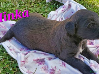 Mixed Breed dogs - Ad 9